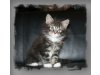 Cattery the Summer-Obsession