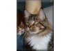 Cattery the Summer-Rose