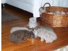 Cattery vom Puit