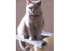 Cattery von Hahn