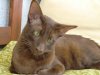 Cattery von Rosenharz