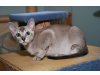 Cattery von der Mozarthoehe