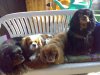 Cavalier King Charles Spaniel Zwinger " von der Pl