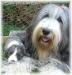 Celtsdale Bearded Collies