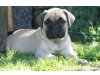 Chain of Hope Bullmastiff's