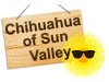 Chihuahua of Sun Valley