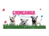 Chihuahua vom Reichswald