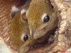 Chin. Baumstreifenhörnchen
