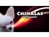 Chinalas Chihuahuas