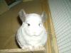 Chinchillas Neu-Ulm