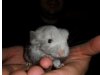 Chinchillas-vom-spielberg