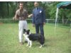 Chokchai Bordercollies
