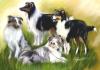Collies from Big American Dream