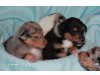 Collies from Jenna's World