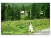 Collies from the Sunshine