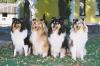Collies of The Landlord´s Pride