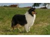 Collies vom Hause Gunzelmann