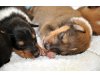 Collies vom Kath'lberg