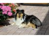 Collies vom Rebenmeer