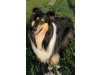 Collies von der Sandsteinvilla