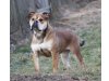 Continental Bulldogs vom Rhönkennel