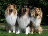 Crazy Angel`s Collies