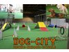 DOG CITY - HUNDE INDOOR SCHULE