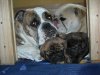 Daisy-The-Bulldog
