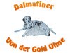 Dalmatiner von der Gold-Ulme