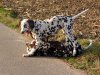 Dalmatiner von der Schwalmaue