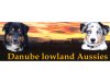 Danube-lowland-Aussies