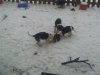 DesMüllers Beagle aus dem UlmerTal
