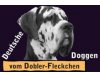 Deutsche Doggen v.Dobler Fleckchen