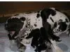 Deutsche Doggen vom keltischen Ringwall