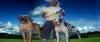 Deutsche Doggen von atay