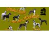 Deutsche Doggen von den Hochwiesen