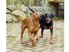 Deutsche Pinscher vom Sylbachtal