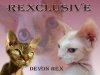 Devon rex REXCLUSIVE