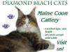 Diamond Beach MAINE COON Cats