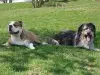 Die Hunde-Scheune