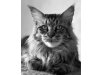 Doublebee Maine Coon