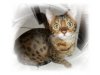 Dream Bengals
