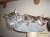Dreamflowers Maine Coon