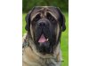 Emperor Lake Mastiff