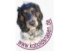 Englische Cockerspaniels von den Koboldsnasen