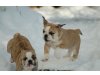 English Bulldogs from Oeckel´s Residence