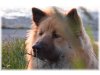 Eurasier aus der Bärenhöhle