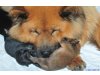 Eurasier von der Veitsburg