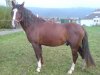 Falkenranch