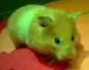 Flaming Heart Gold- und Teddyhamster